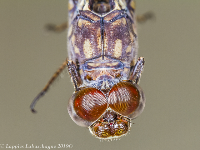 100 3189 Bradinopyga strachani Red Rockdweller Male Close up Angola LP RSA May 2019r 15