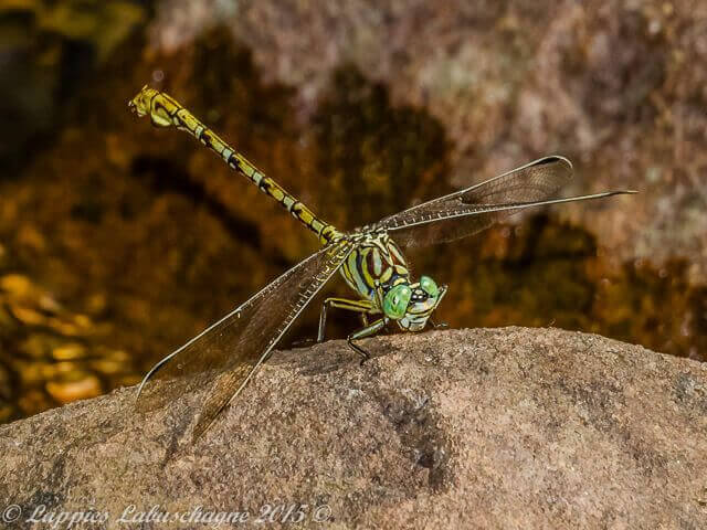 Ceratogomphus pictus Common Thorntail Male 100 1122 Ceratogomphus pictus Common Thorntail Male Ezemvelo GP RSA Dec 2015r 1