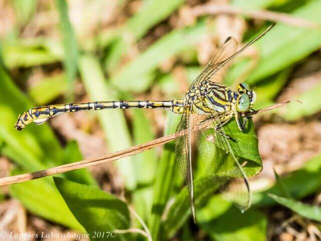 Common Thorntail, Ceratogomphus pictus. Dark Variant Common Thorntail, Ceratogomphus pictus. Dark Variant