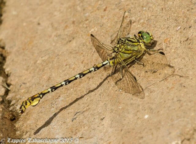 Ceratogomphus pictus, Common Thorntail. Male Ceratogomphus pictus Common Thorntail