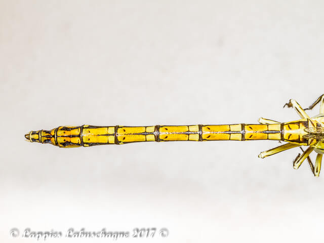 Ceratogomphus pictus, Common Thorntail, Female Abdomen Lateral View 100 1555 Ceratogomphus pictus Common Thorntail Female Wilgerivier MP RSA Nov 2017r 18