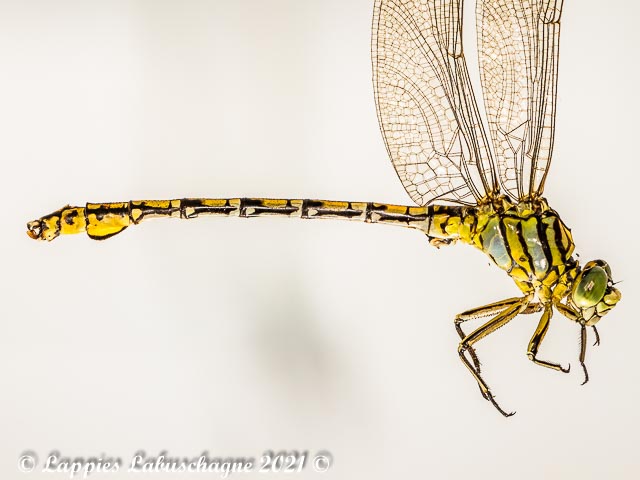 Ceratogomphus pictus Common Thorntail Male 100 1129 Ceratogomphus pictus Common Thorntail Male Close up Verena MP RSA Jan 2021r 3