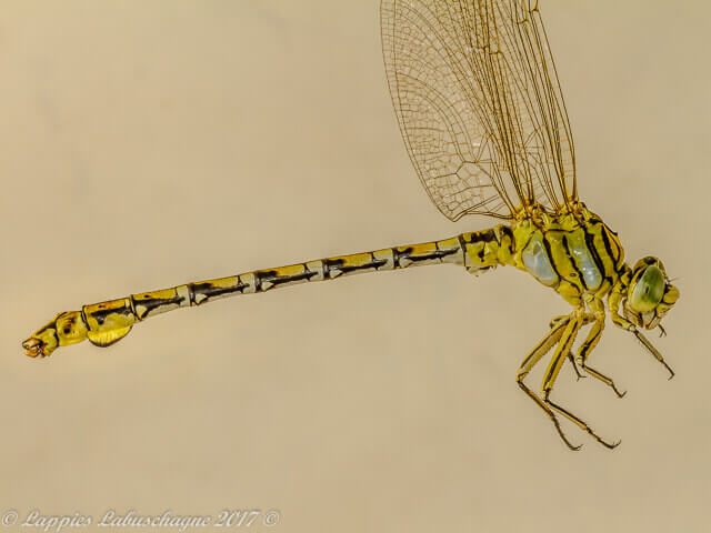 Male