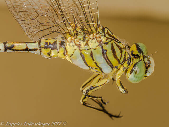 Ceratogomphus pictus, Common Thorntail, Male 100 1495 Ceratogomphus pictus Common Thorntail Male Hertzogberg MP RSA Nov 2017r 8