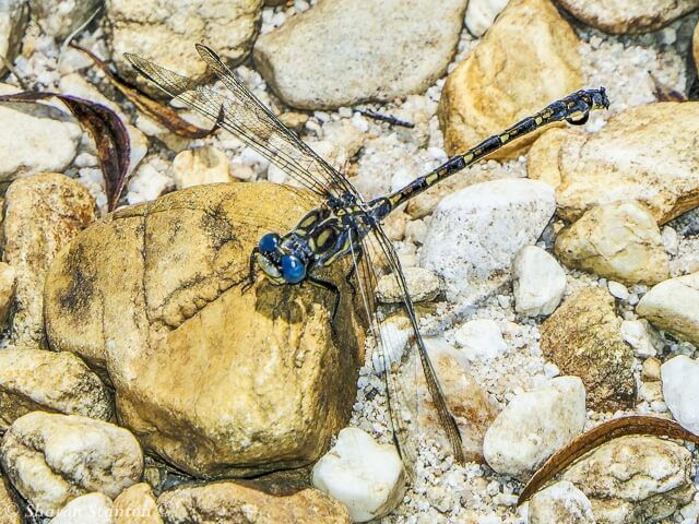 Ceratogomphus triceraticus Cape thorntail 103 501 Ceratogomphus triceraticus Cape thorntail 5