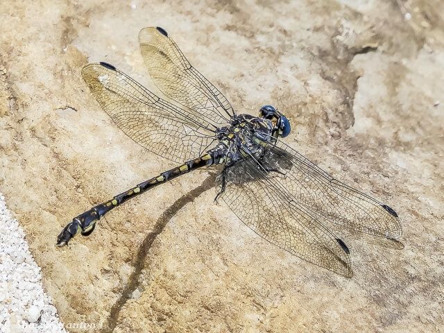 103 502 Ceratogomphus triceraticus Cape thorntail 6