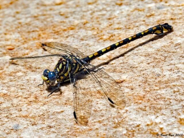 Ceratogomphus triceraticus Cape Thorntail Male 108 507 Ceratogomphus triceraticus Cape Thorntail Male Kogelberg Western Cape 18 11 2015