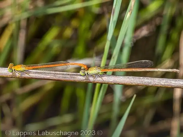 Ceriagrion glabrum, Common Citril Uvongo tandem image by Helena Coetzee
