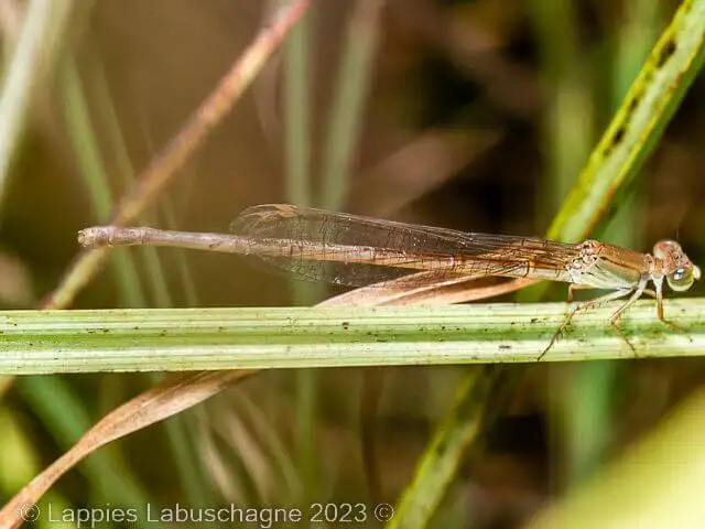 Ceriagrion glabrum Common Citril 1 1460 Ceriagrion glabrum Common Citril F Young Hertzogberg MP RSA Jan 2023r 1