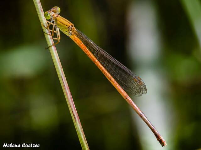 Ceriagrion glabrum, Common Citril Citril Kosi male