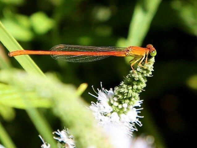 Ceriagrion glabrum, Citril Marmoth. Female 102 006 Citril Marmoth female
