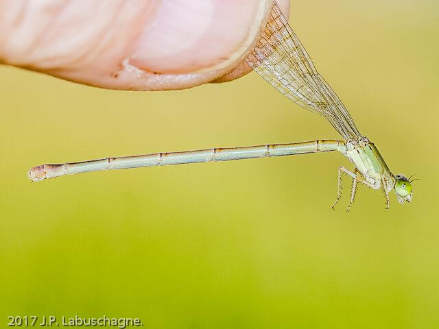 Ceriagrion glabrum. Common Citril. Female 100 022 Ceriagrion glabrum Common Citril Female Close up Jgomo Kgomo Apr 2017r 1
