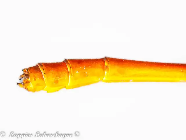 1 1455 Ceriagrion glabrum Common Citril M C Kozi Mch 2024r 21