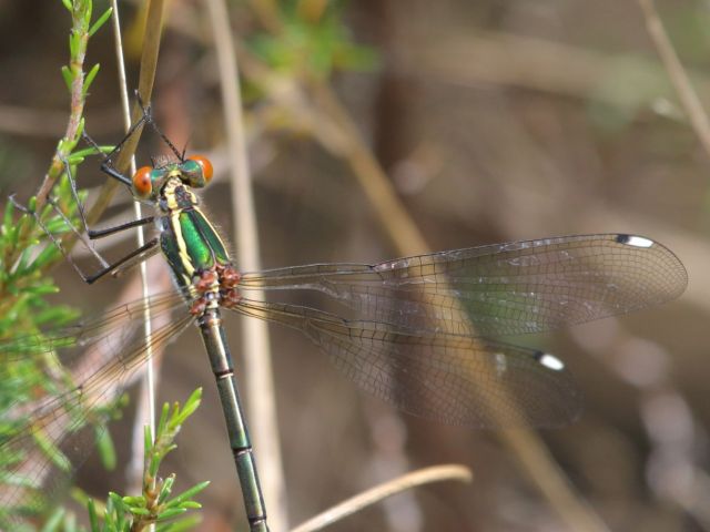 105 000 Chlorolestes draconicus female 020453 1