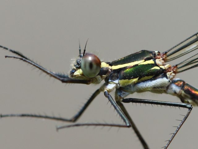 Chlorolestes draconicus Drakensberg Malachite Male 105 002 Chlorolestes draconicus Drakensberg Malachite Male Close-up