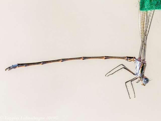 Chlorolestes elegans, Elegant Malachite, Male 100 542 Male Close up Houtbosdorp LP RSA Jan 2020r 4