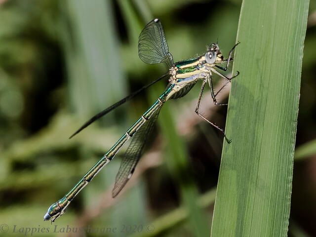 100 884 Chlorolestes fasciatus Mountain Malachite Female Monks Cowl KZN RSA Jan 2020r 13