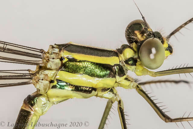 Chlorolestes fasciatus Mountain Malachite Female 100 333 Chlorolestes fasciatus Mountain Malachite Female Moncs Cowl KZN RSA Jan 2020r 2
