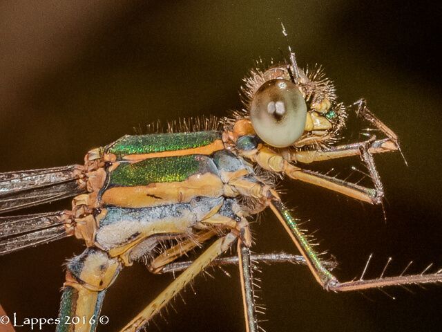 Chlorolestes fasciatus Mountain Malachite Female 100 393 Chlorolestes fasciatus Mountain Malachite Female Dap Naude Dam LP RSA Dec 2015r 1
