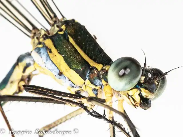 1 1686 Chlorolestes fasciatus Mountain M Band Ezem Mch 2024r 7