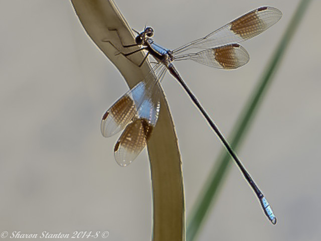 103 028  Malagiet