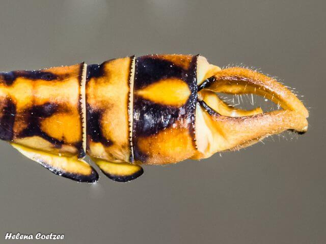 Crenigomphus hartmann, Clubbed Talontail, Apendages 102 561 Talontail r 1