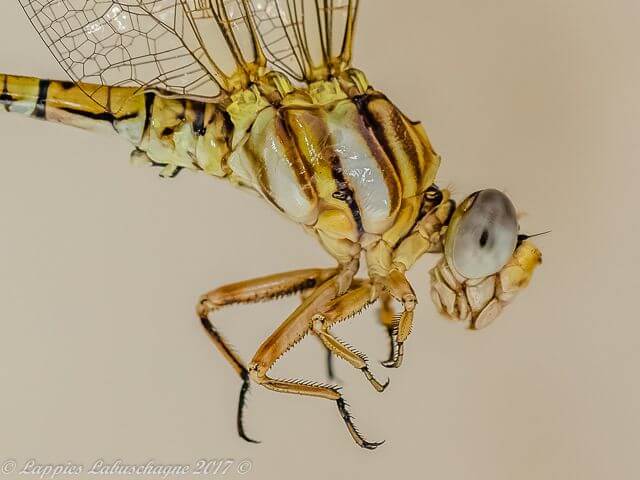 100 1794 Crenigomphus hartmanni Clubbed Talontail Male Melkrivier LP RSA Dec 2017r 6