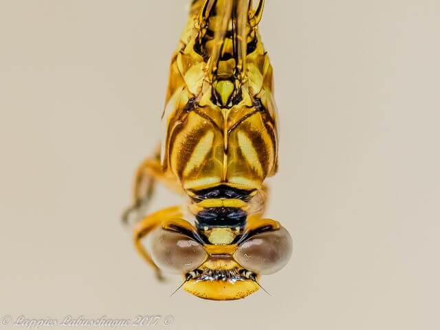 Crenigomphus hartmanni Clubbed Talontail Male Thorax Dorsal View 100 1795 Crenigomphus hartmanni Clubbed Talontail Male Melkrivier LP RSA Dec 2017r 15