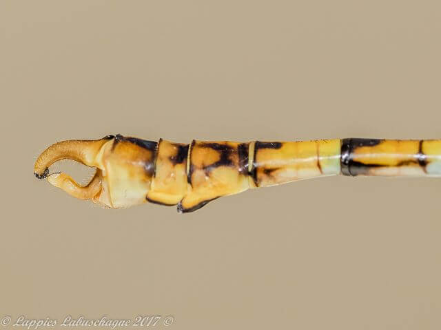100 1800 Crenigomphus hartmanni Clubbed Talontail Male Melkrivier LP RSA Dec 2017r 38