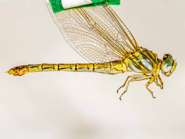 Crenigomphus hartmanni Clubbed Talontail Female 100 3136 Crenigomphus hartmanni Clubbed Talontail Female Close up Leselo Lodge LP RSA OCT 2020r 5