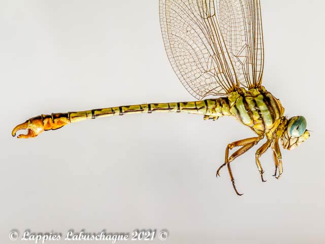 Crenigomphus hartmanni Clubbed Talontail Male Close up 100 3580 Crenigomphus hartmanni Clubbed Talontail Male Close up Verena MP RSA Jan 2021r 2