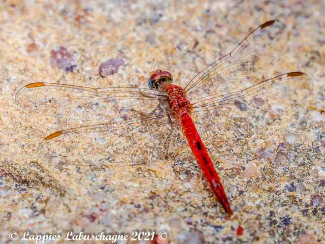 Rock Scarlet Crocothemis divisa 100 3239 Crocothemis divisa Rock Scarlet Male Vaalwater LP RSA Mch 2021r 2