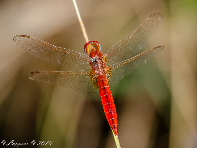 Broad Scarlet, Crocothemis erythraea, Male 100 999 Crocothemis erythraea Male Ndumu Mch 2017r 1