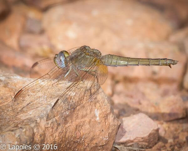 Crocothemis erythraea, Broad Scarlet Female (Dark) 100 586 Crocothemis erythraea Broad Scarlet old female Rust de Winter June 2016 t 5