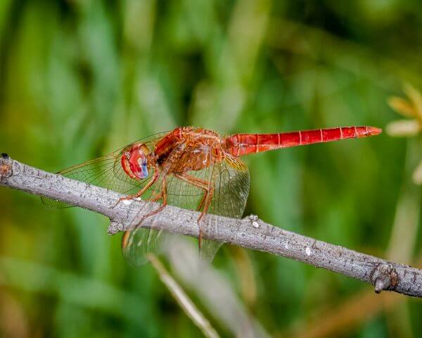 100 591 Crocothemis erythraea Broad Scarlet Male Oos Rand Febr 2016 R 2 of 6