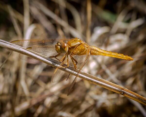 Crocothemis erythraea, Broad Scarlet 100 590 Oos Rand Febr 2016 R 6 of 6