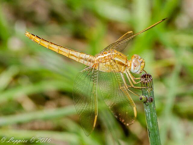 Broad Scarlet, Crocothemis erythraea, Female 100 780 Teneral Female Kromdraai GP RSA Nov 2016r 4