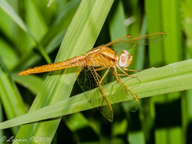 Broad Scarlet, Crocothemis erythraea, Young Male 100 990 Crocothemis erythraea Broad Scarlet Young Male Kromdraai Dec 2016r 3