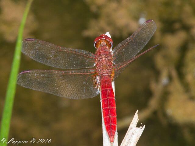 Crocothemis erythraea, Broad Scarlet 117 510 Crocothemis erythraea Broad Scarlet