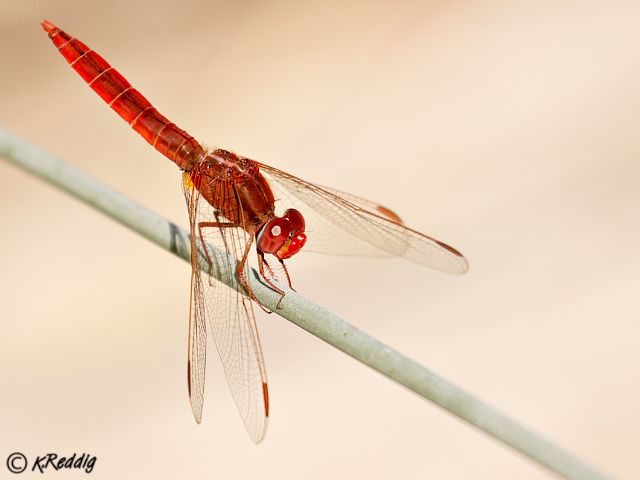 Broad Scarlet, Crocothemis erythraea, Male 119-519