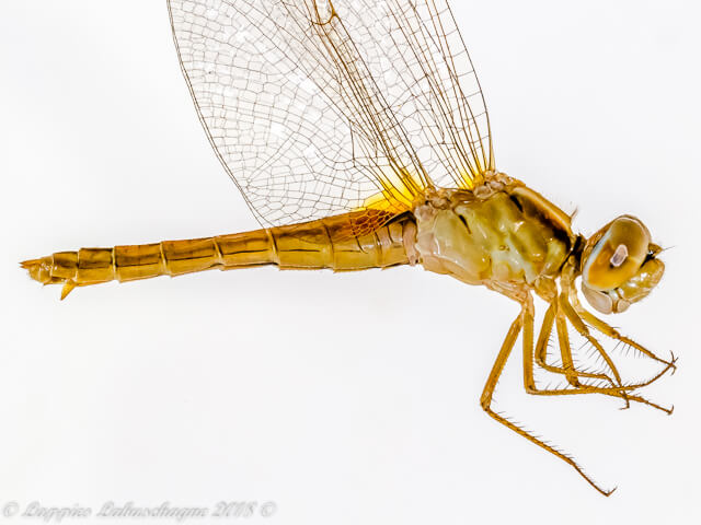 Crocothemis erythraea Broad Scarlet Mature Female 100 3510 Crocothemis erythraea Broad Scarlet 1 Female Close UP RdW LP RSA Mch 2018r 2