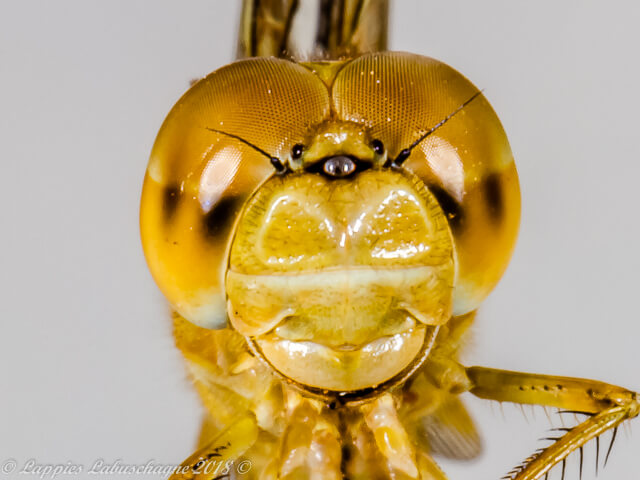 Crocothemis erythraea, Broad Scarlet Female Face 100 1958 Female RNR GP RSA Apr 2017r 6