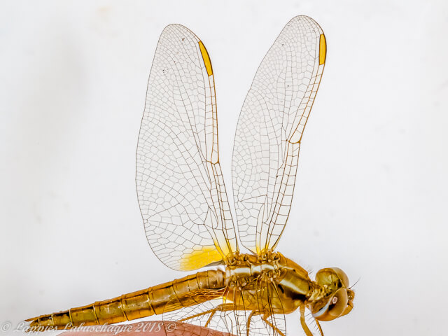 Crocothemis erythraea Broad Scarlet Female Close Wings and dorsal view 100 3518 Crocothemis erythraea Broad Scarlet 1 Female Close UP RdW LP RSA Mch 2018r 18
