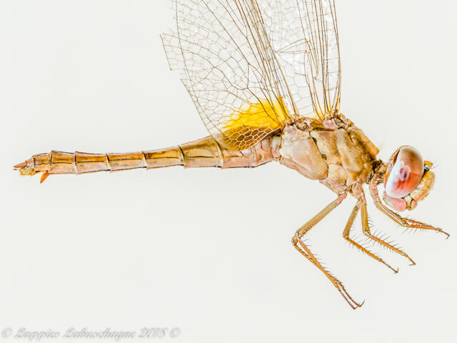 Crocothemis erythraea Broad Scarlet Female Close-up 100 3519 Crocothemis erythraea Broad Scarlet Female Close UP RNR GP RSA Mch 2018r 1