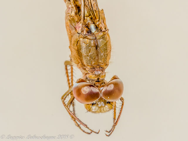 Crocothemis erythraea Broad Scarlet Female Close 100 3522 Crocothemis erythraea Broad Scarlet Female Close UP RNR GP RSA Mch 2018r 5