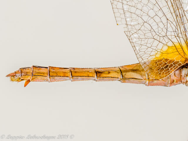 Crocothemis erythraea, Broad Scarlet, Female abdomen lateral view 100 1955 Crocothemis erythraea Broad Scarlet Female RNR GP RSA Apr 2017r 2