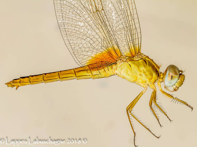 Crocothemis erythraea Broad Scarlet Young Female Close up 100 1817 Crocothemis erythraea Broad Scarlet Female Close up Ndumu Mch 2018r 1