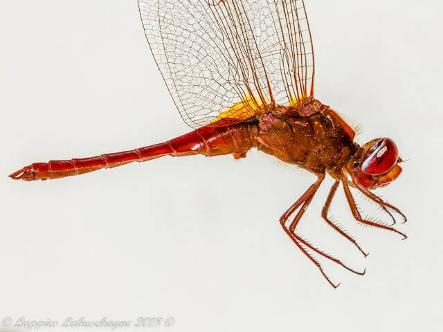 Crocothemis erythraea, Broad Scarlet Male 100 1002 Male Close UP RNR GP RSA June 2018r 1