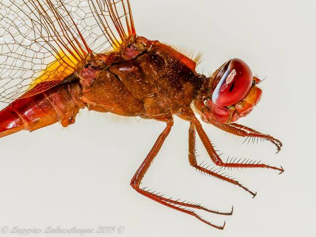 100 1003 Crocothemis erythraea Broad Scarlet Male Close UP RNR GP RSA June 2018r 3