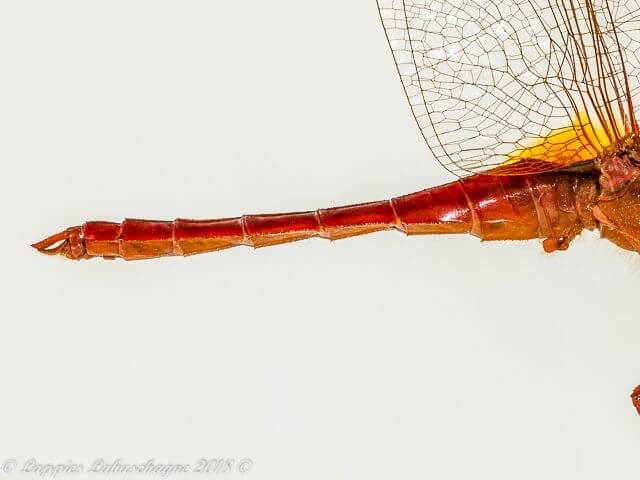 100 1007 Crocothemis erythraea Broad Scarlet Male Close UP RNR GP RSA June 2018r 12